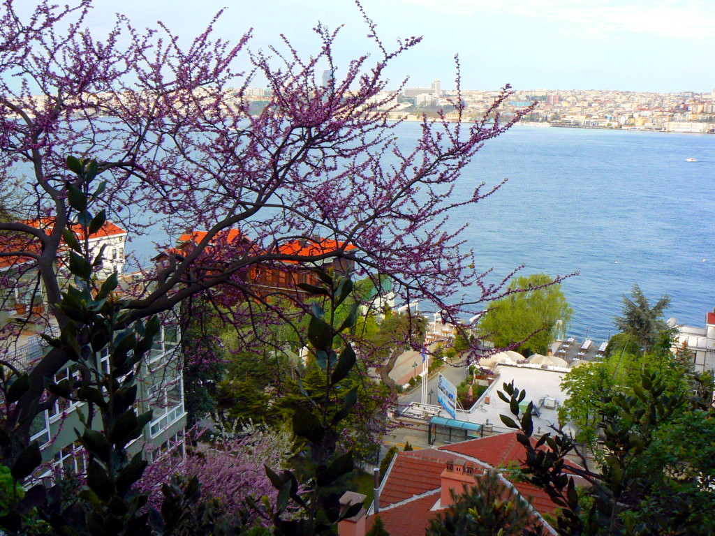 Judas tree  suits   Istanbul most